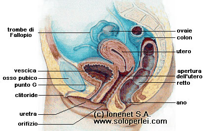 Vista laterale dei genitali femminili interni