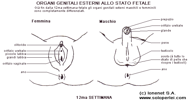 Organi genitali esterni embrionali dalla 12ma settimana
