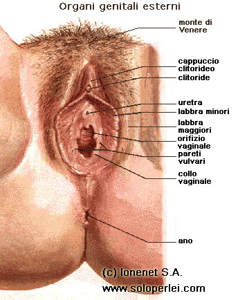 Gli organi genitali esterni femminili