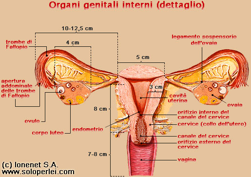 Genitali femminili interni vista frontale