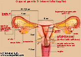 Vista frontale degli organi genitali interni