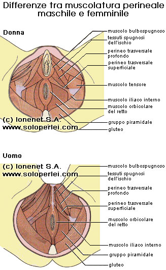 La muscolatura perineale maschile e femminile a confronto