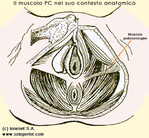Posizione del muscolo pubococcigeo nel suo contesto anatomico muscolare