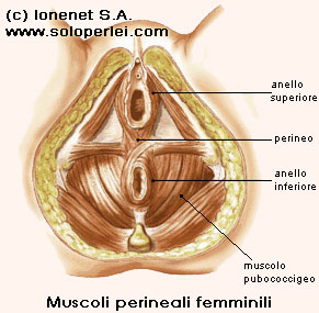 Il muscolo pubococcigeo avvolge completamente la vagina