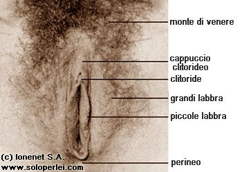 Vista naturale della vulva e della sua anatomia
