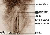 Anatomia della vulva
